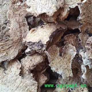 苍术 内蒙种植苍术 产地 内蒙古自治区图2