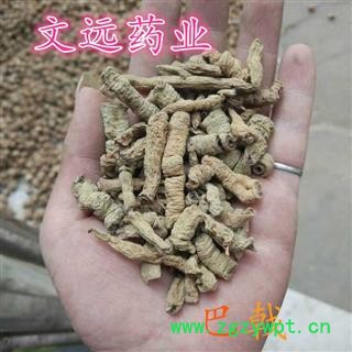 巴戟天  巴戟肉 大统 巴戟天 产地 广东省图3