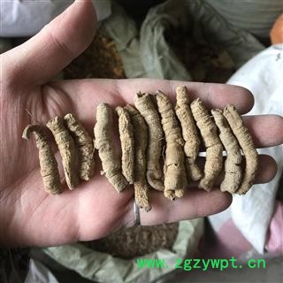 巴戟天  巴戟肉 大统 巴戟天 产地 广东省图4