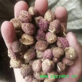 砂仁 阳春壳砂仁炕干统货 质量好 假一赔十  产地 广东省图2