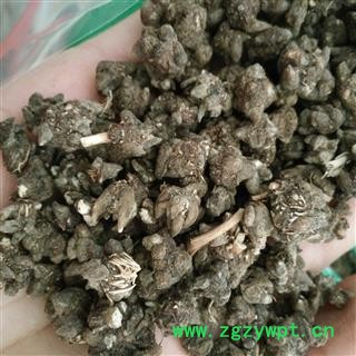 猫爪草 家种猫爪草大选货1.4以上 产地 安徽省图2