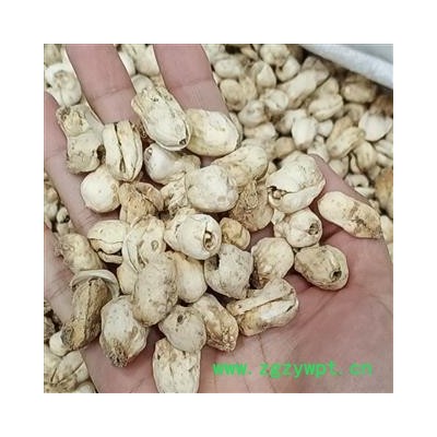 贝母 炉贝母  产地 青海省