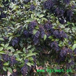 【全熟女贞子】【腊月正月采摘】 秦岭野生 干净无硫 手工精选 500g图2