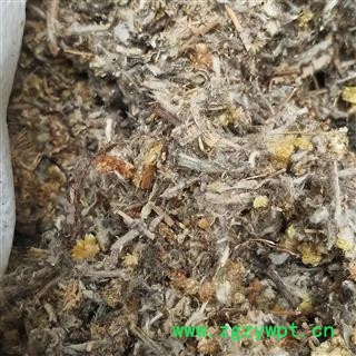 山萩 避风草  珠光香青 大火草 毛女儿草 牛舌草 九头艾 大叶白头翁  产地 河南省图2