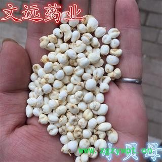 平贝母 无硫 小平贝 小尖贝 小贝母 0.5cm 产地 吉林省松原市市辖区图4