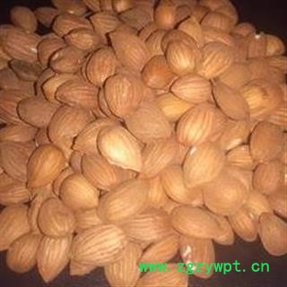 山桃仁 精品山桃仁中选货 市场主流 刚到新货 低价销售 假一赔十 15天无条件退货 产地 山西省图2