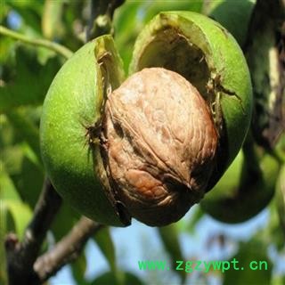 【老品种非矮化】秦岭老树山核桃无硫日晒为秦岭著名地产土特产图3