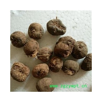 山慈菇 毛慈菇统货 产地 云南省