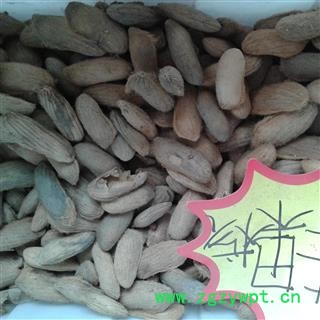 芒果核  选 产地 广东省图2