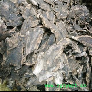 玄参 统片 头片 产地 河南省图2