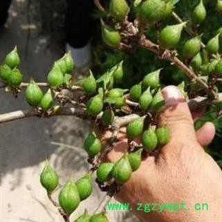 【新货】秦岭天然贯叶连翘老翘分拣晒干500g图3