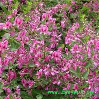 胡枝子 秦岭胡枝条 扫皮 随军茶 杭子梢 掌柜自采 手工切段日晒无硫 500g图3