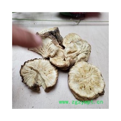 菊苣根 菊苣根地下 菊苣菜 统货 产地 辽宁省