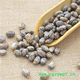 蓖麻子 秦岭野生优质蓖麻子 手工采摘分拣 日晒500g图3