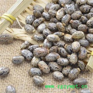 蓖麻子 秦岭野生优质蓖麻子 手工采摘分拣 日晒500g图4