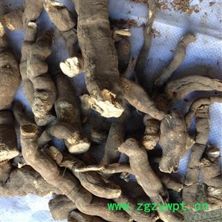 雪里开 地雷 拐子药 蛇松子 统个 产地 安徽省 批发各种冷背中草药个子图2