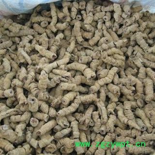 巴戟天 大选段  巴戟肉 产地 广东省茂名市市辖区图2