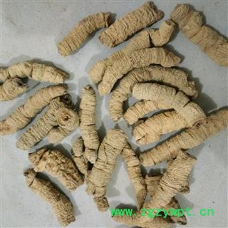 巴戟天 大选段  巴戟肉 产地 广东省茂名市市辖区图3