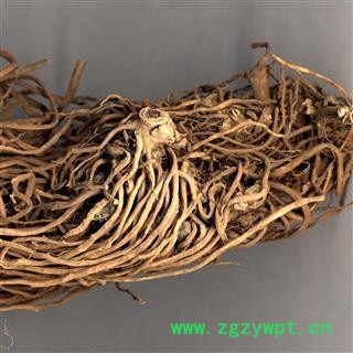 白薇 统 产地 河北省邯郸市复兴区图4