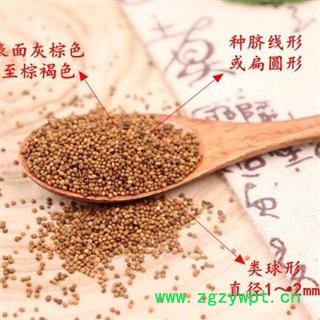 【新货】秦岭优质菟丝子 山民自捋 日晒无硫500g图4