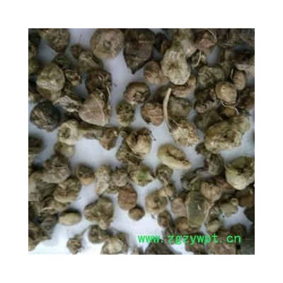 山慈菇 山慈菇统货（2筛以上） 产地 云南省丽江市
