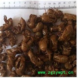 虫蝉 蝉蜕 虫蜕 虫退 蝉衣 净货 产地 河南省南阳市宛城区图2