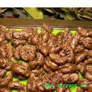 虫蝉 蝉蜕 虫蜕 虫退 蝉衣 净货 产地 河南省南阳市宛城区图3