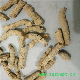 巴戟天 选个 大肉 标头肉 产地 广东省揭阳市揭东县图3