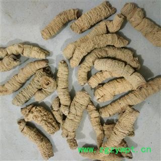 巴戟天 选个 大肉 标头肉 产地 广东省揭阳市揭东县图2