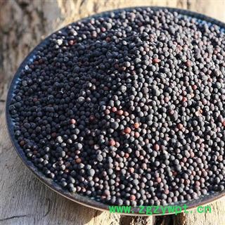 生王不留行 秦岭优质王不留 手工采捋分拣 500g可配通草图3