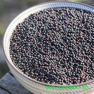 生王不留行 秦岭优质王不留 手工采捋分拣 500g可配通草图2