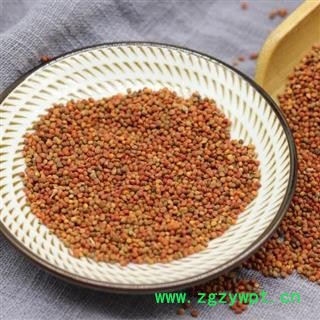 褚实子500g 新货楮实子 褚实籽 褚实米楮实米楮实构树果图3