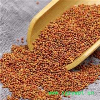 褚实子500g 新货楮实子 褚实籽 褚实米楮实米楮实构树果图2