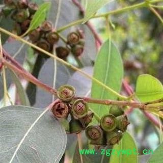 一口钟 桉树果 山民自采 日晒无硫500g【打折已结束】图3