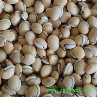 白扁豆 正品白扁豆 符合药典  产地 云南省图2