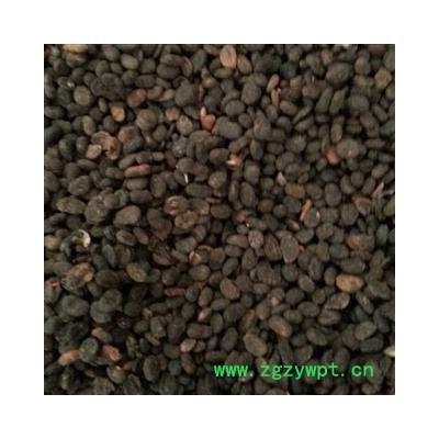 补骨脂 炒补骨脂 盐补骨脂 产地 广西壮族自治区