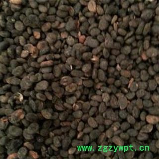 补骨脂 炒补骨脂 盐补骨脂 产地 广西壮族自治区图2