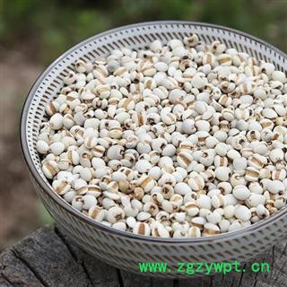 小薏米仁 秦岭特级 薏苡 薏仁手工分拣日晒500g 另有炒薏仁图3