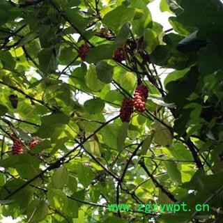 【新货】 秦岭优质南五味子自采日晒 天然家用入药首选500g图4