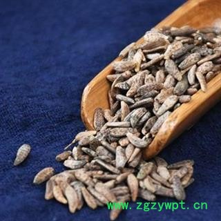 大力子 精选牛蒡子 秦岭野生无硫500g【买1送1结束】图3