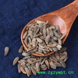 大力子 精选牛蒡子 秦岭野生无硫500g【买1送1结束】图2