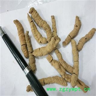 巴戟天 一级手选个 产地 广东省图2