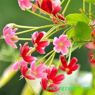 使君子 秦岭野生 山民自采 日晒无硫500g图4