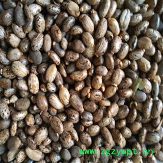 蓖麻子 蓖麻子  选  颗粒饱满 纯净无杂质 无霉变 无虫蛀 产地 山东省图2