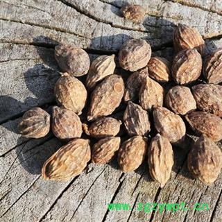 秦岭优质野生益智仁 手工分拣 日晒干净500g图3