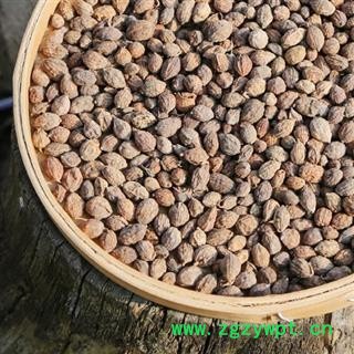 秦岭优质野生益智仁 手工分拣 日晒干净500g图2