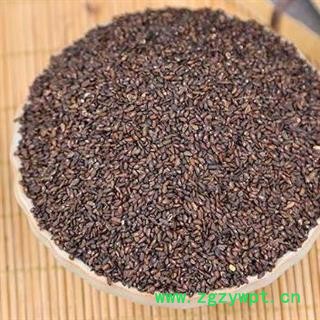 【批发价】秦岭野生车前子山民自捋日晒无硫1000g图2