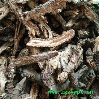 羌活 正品野生羌活 无碎沫 产地 四川省图2