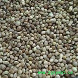 火麻仁 饱满 好统货 刚到新货 低价销售 无杂质 地道好货 假一赔十 产地 甘肃省图2