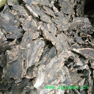 玄参 玄参头片 产地 河南省图2